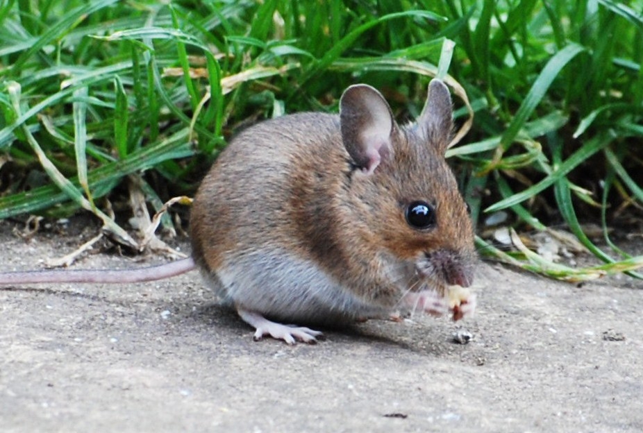 rambles with a camera Wood Mouse in my garden