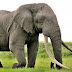 VIDEO Melihat Gajah Di CRU Trumon