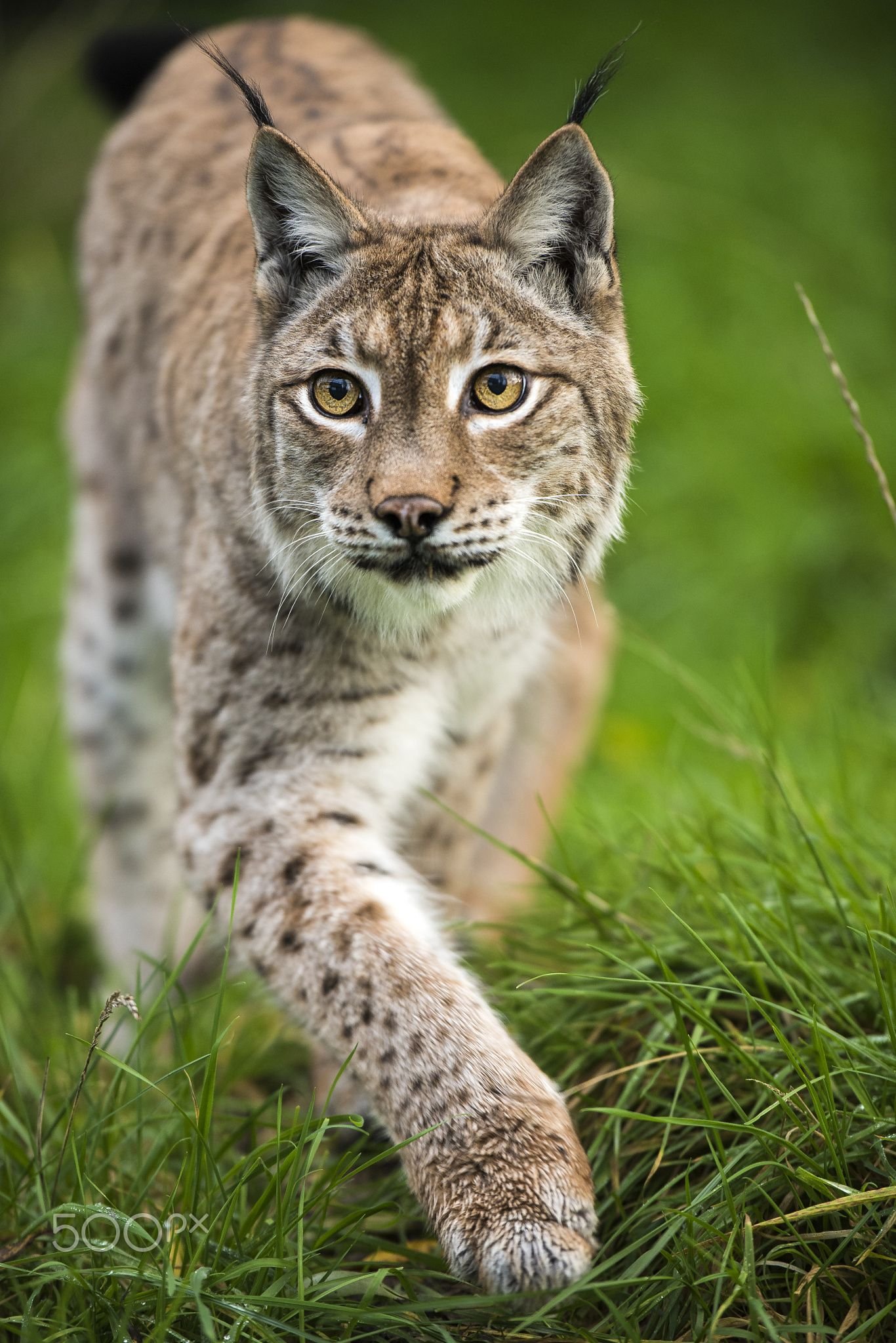 Рысь пол. Рысь Линкс. Гималайская Рысь. Обыкновенная Рысь Lynx Lynx. Рысь Дальневосточная.