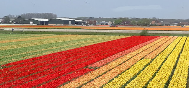 Tulipanes Holanda