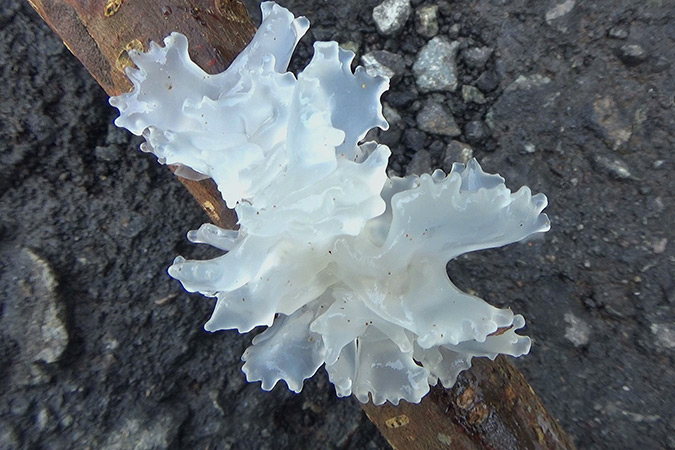 Dlium Snow fungus (Tremella fuciformis)
