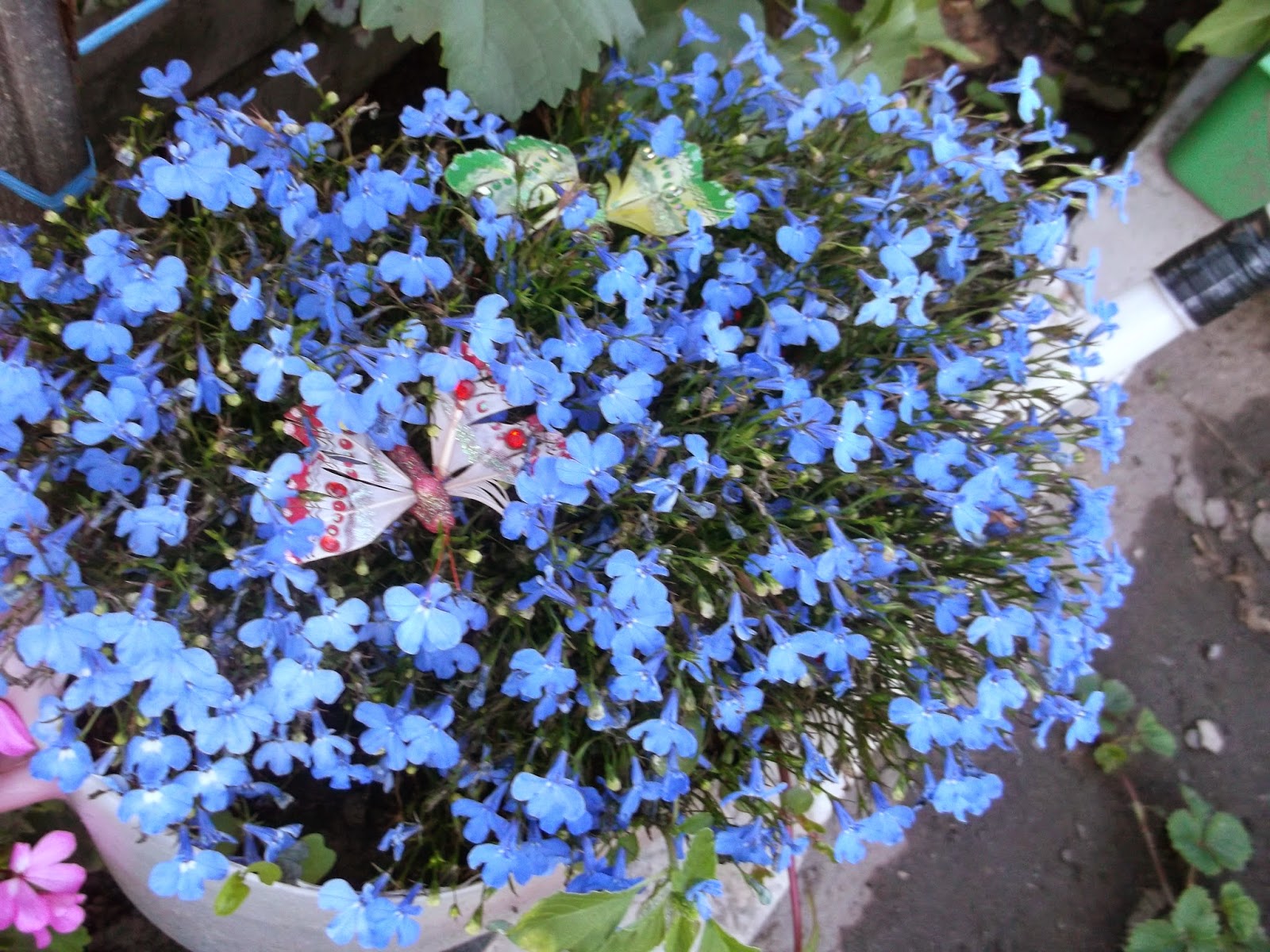 Лобелия ампельная Кружевница