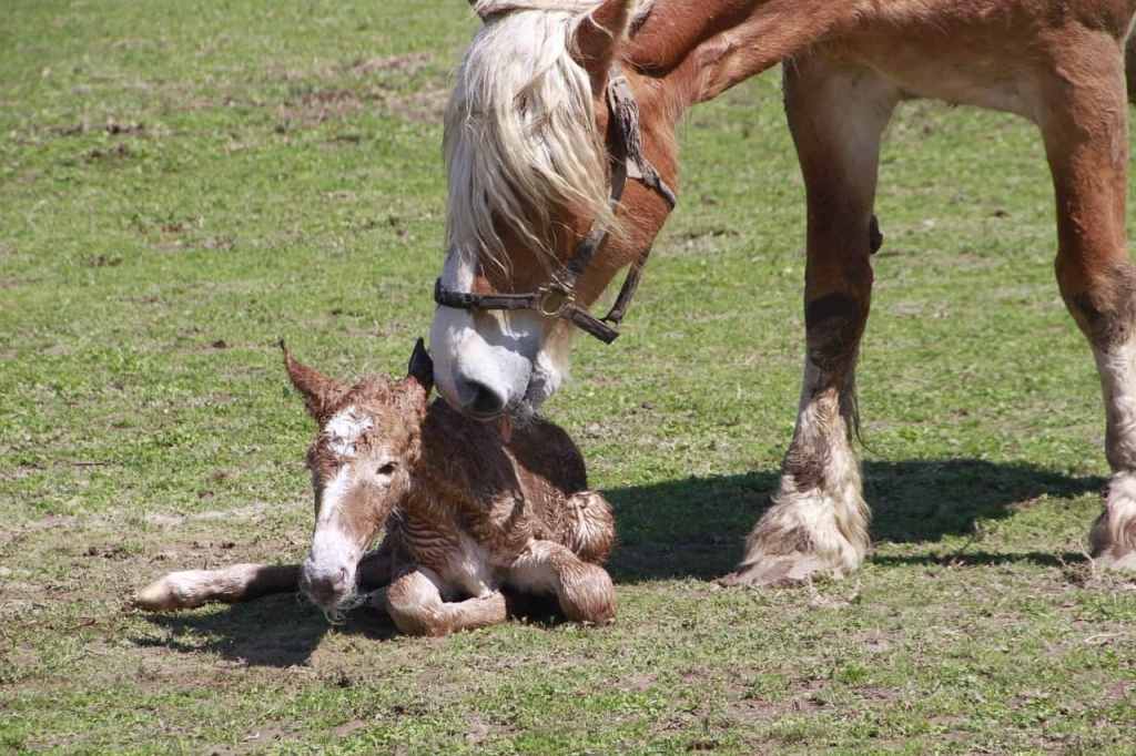 How to Effectively Care for and Manage a Foal After Birth