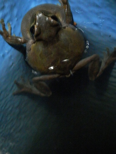 アマガエルのお話 アマガエルの鳴き声