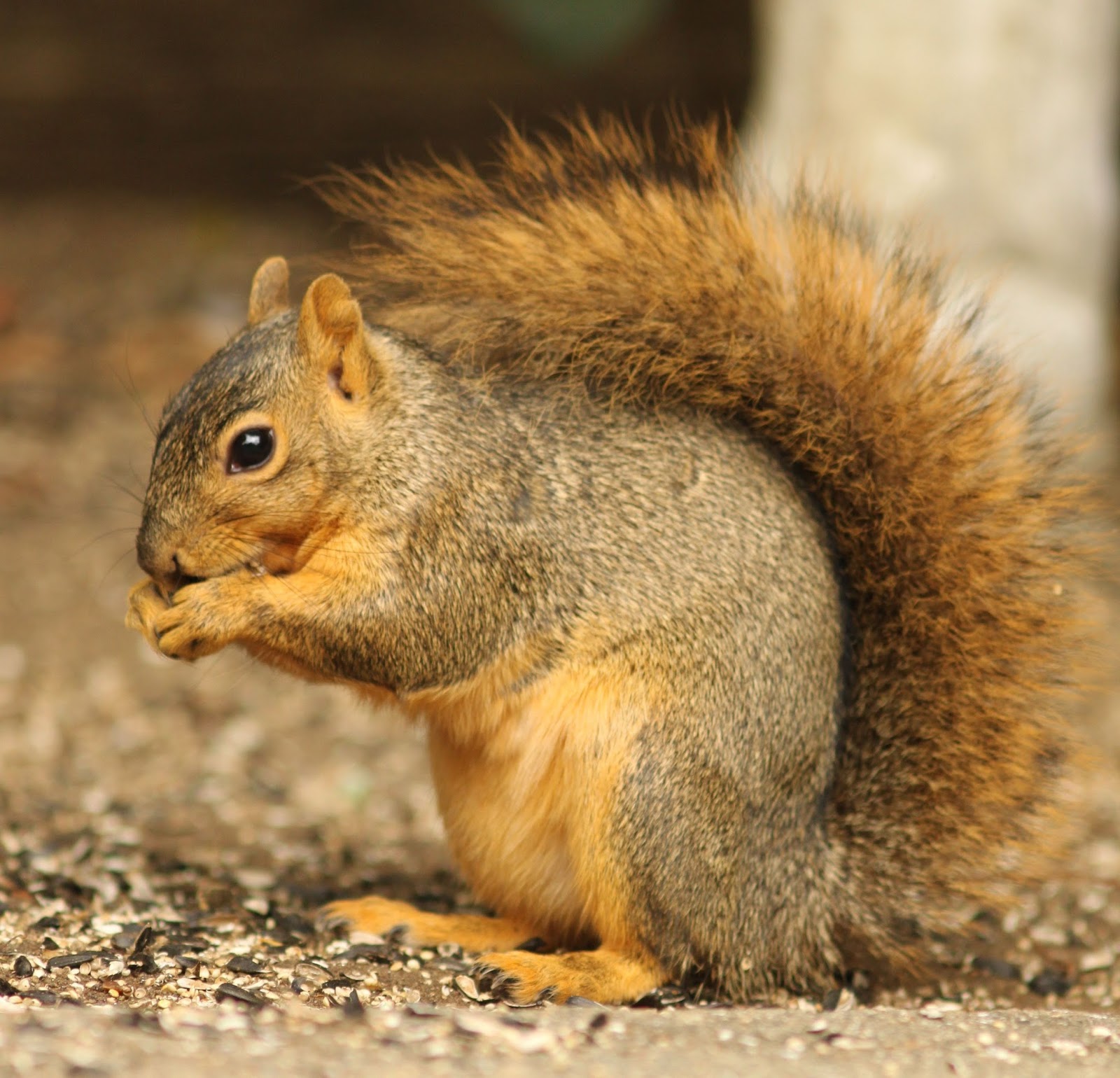 The Backyard Birder Foil squirrels with safflower