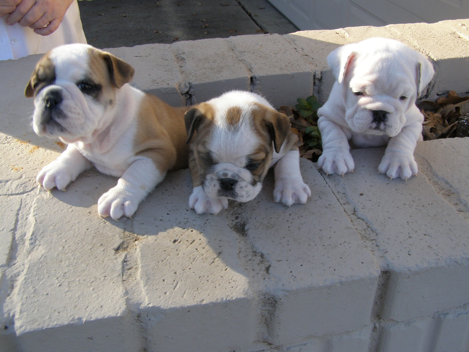 Cute Puppy Dogs Miniature English Bulldog Puppies