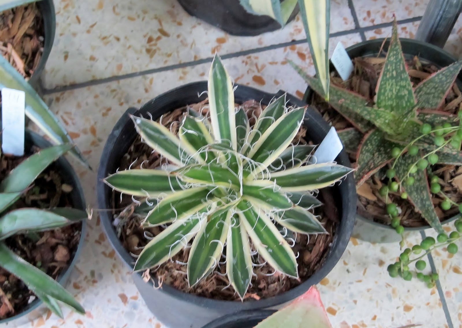 RockOakDeer San Antonio Cactus & Xerophyte Society State Show & Sale