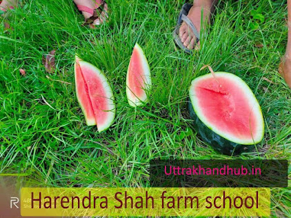 harendra shah farm school mehalchauri