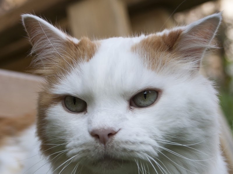 Turkish Van Cat History, Character, Health, Breeding & more