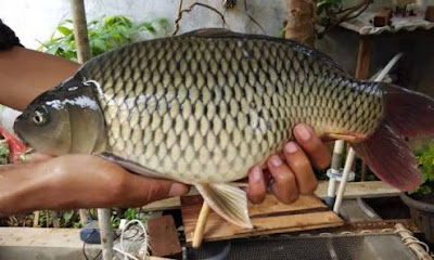 umpan ikan tombro