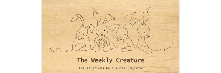 The Weekly Creature