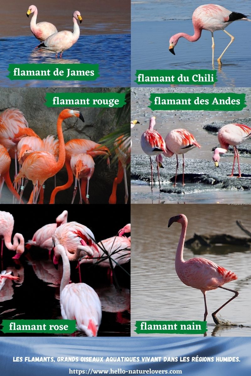 flamants grands oiseaux aquatiques vivant dans les régions humides