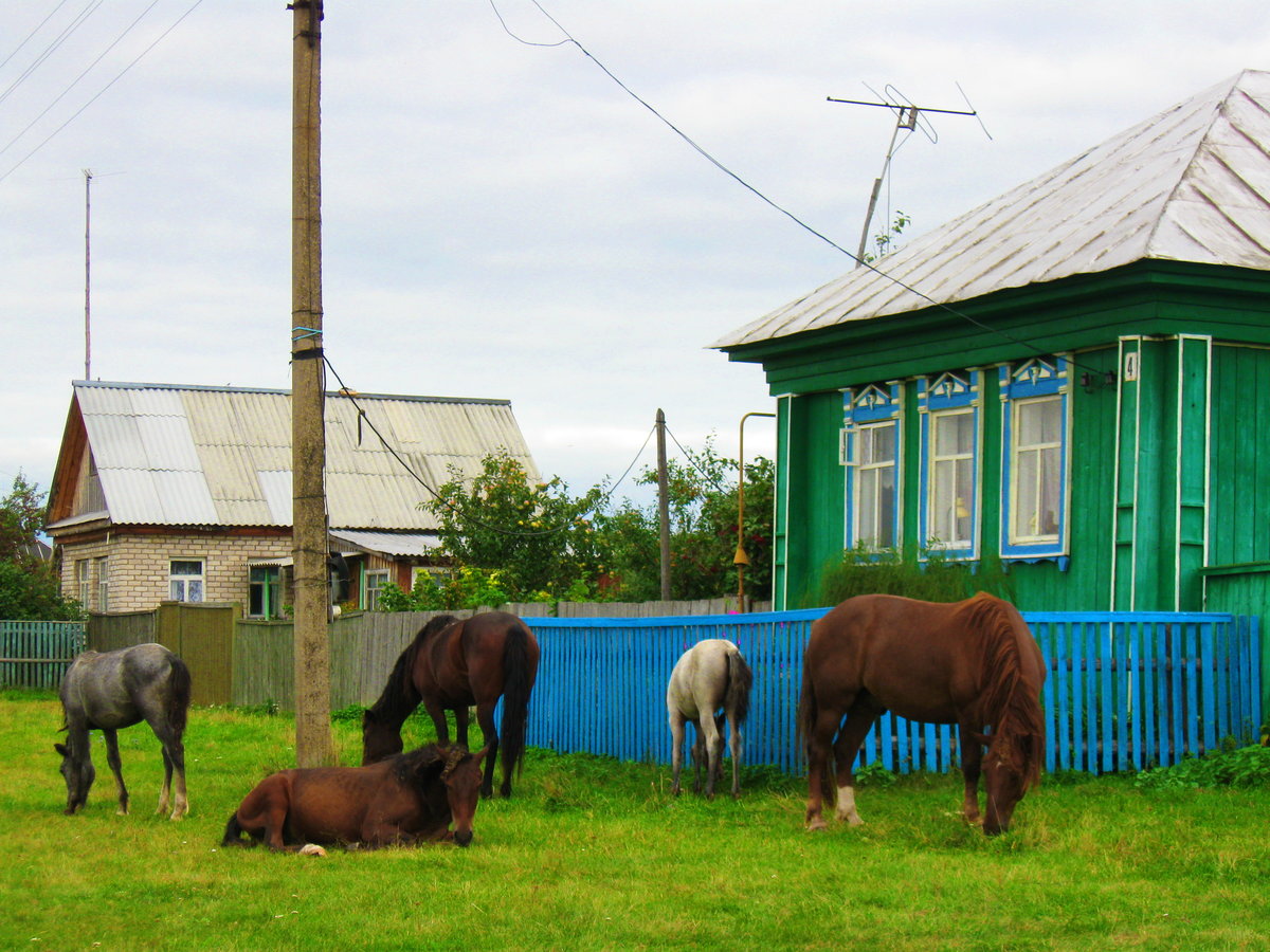 Лошадь в деревне летом