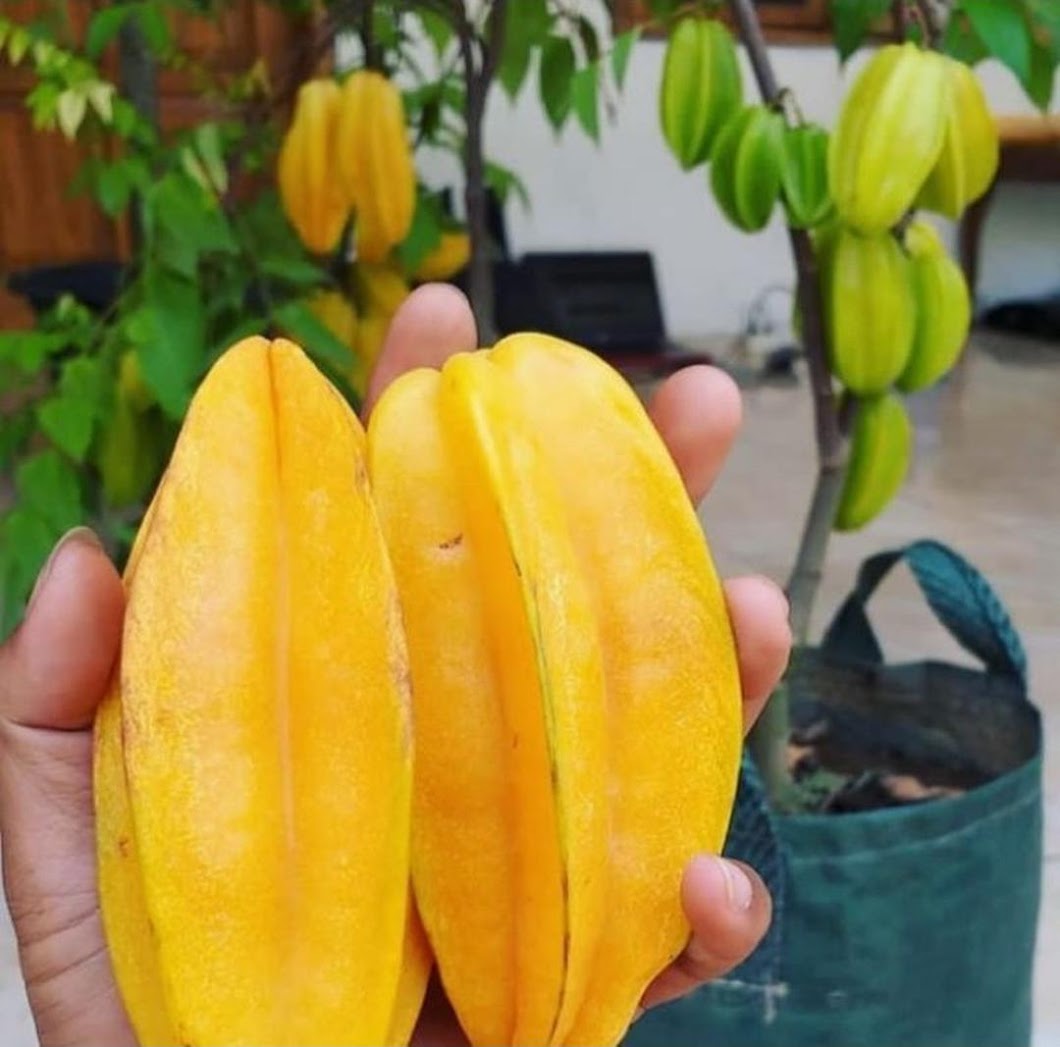 Bibit Belimbing Super Unggul Solok