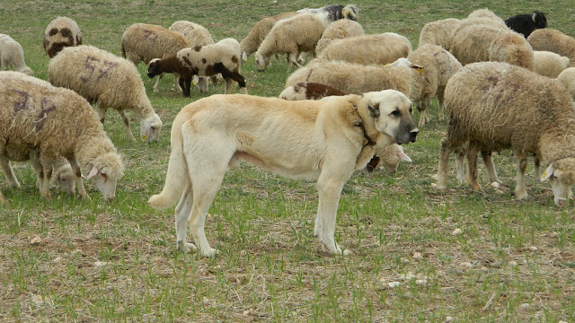 çoban köpeği