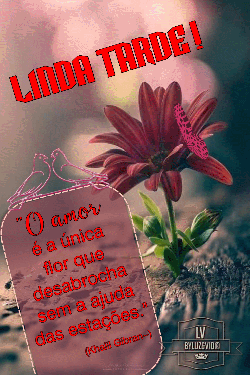 NOVO104-%2528MB%2529maryluz.gif
