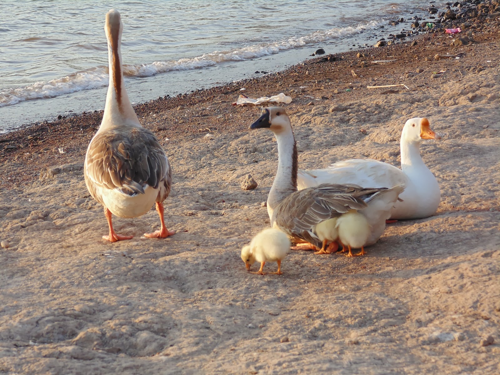 Ducks at pawana dam near pune