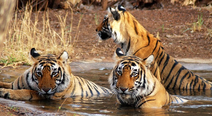 Kanha National Park