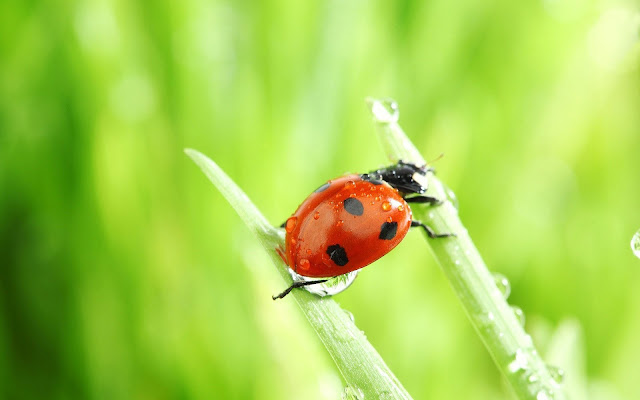 Animal wallpaper with a ladybug between two leaves trying to step over