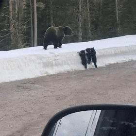 엄마 곰을 못 따라가는 아기곰 - 꾸르