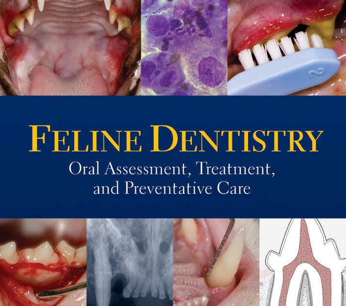 Feline Dentistry Oral Assessment, Treatment, and Preventative Care