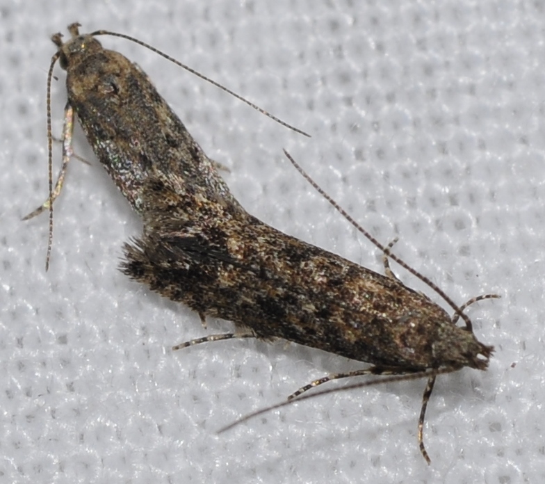 Mundo Natural Faluke Tuta absoluta