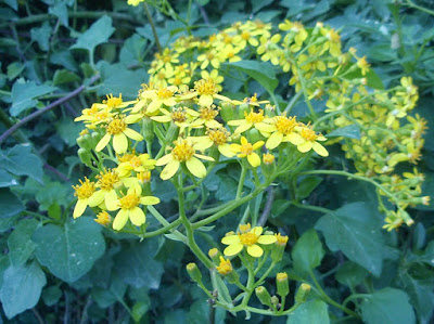 Flores compuestas de color amarillo de Senecio hiedra (Senecio angulatus)
