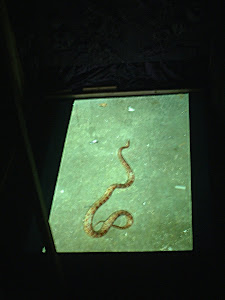 Snake in the Crypt