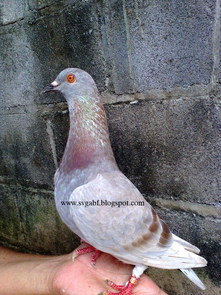 Merpati Balap SvGA Bird Farm &quot;GOLDEN&quot;