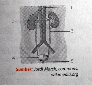 Perhatikan gambar sistem urinaria dibawah. Ureter ditunjukan oleh nomor