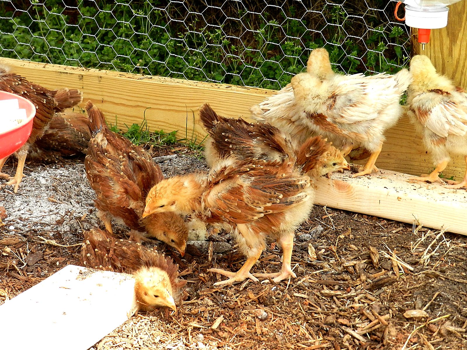 Palmetto Acres Garden: Chicks, the Third Week