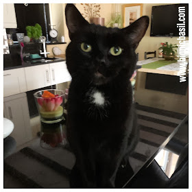 Black Cat Appreciation Day 2020 with Parsley Sauce ©BionicBasil® Curious Cat