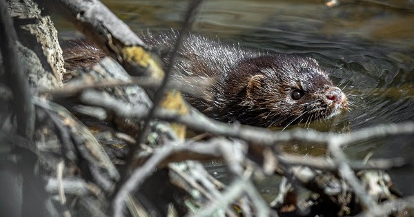 Endangered New Jersey Mink And Muskrats In Nj