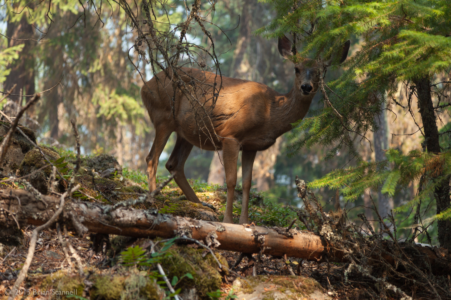 HAPPY MEDIUM STUDIOS MY AFTERNOON - IMG 6096 2 