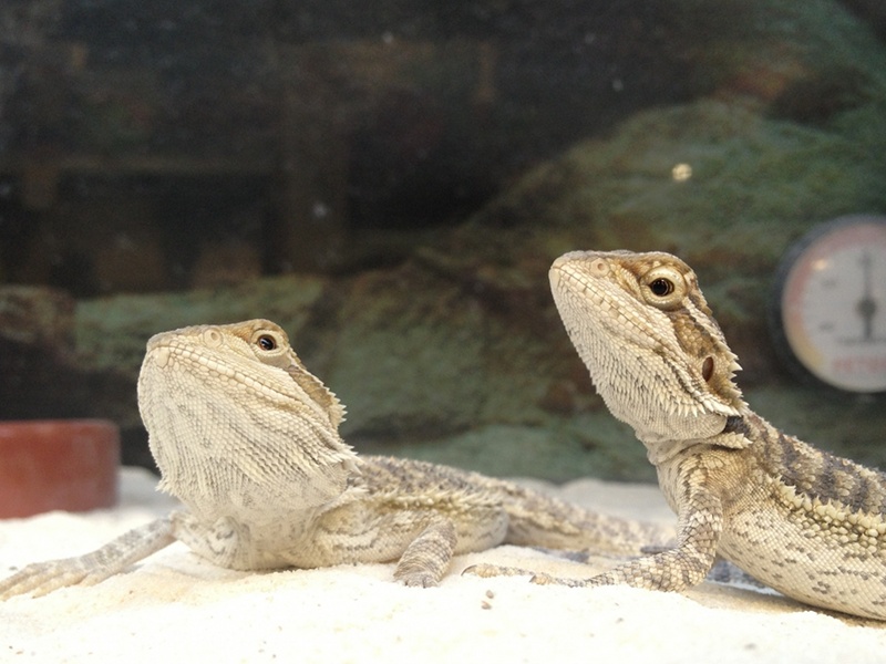 bearded-dragon-uvb.jpg