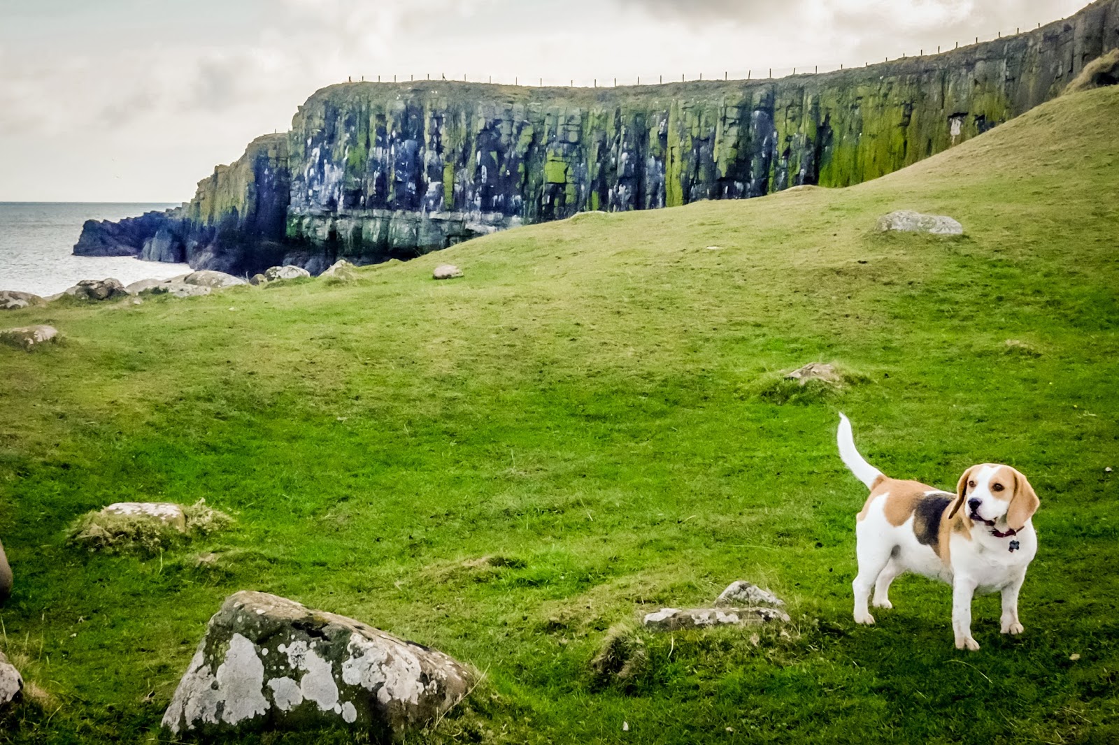A Dog Friendly Break in Embleton, Northumberland Mandy Charlton