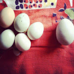 Farm Fresh Eggs 2013: 799