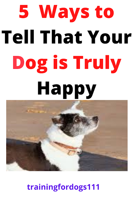 5 Ways to Tell Us Your Dog is Really Happy