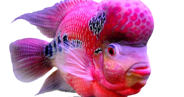 Cara Membedakan Ikan Louhan Jantan dan Betina Kujang