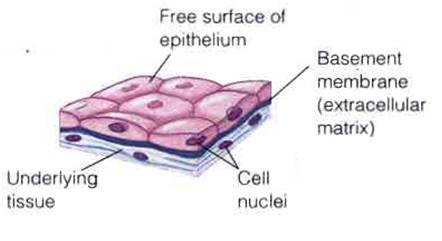 PINTAR BELAJAR BIOLOGI: JARINGAN EPITEL