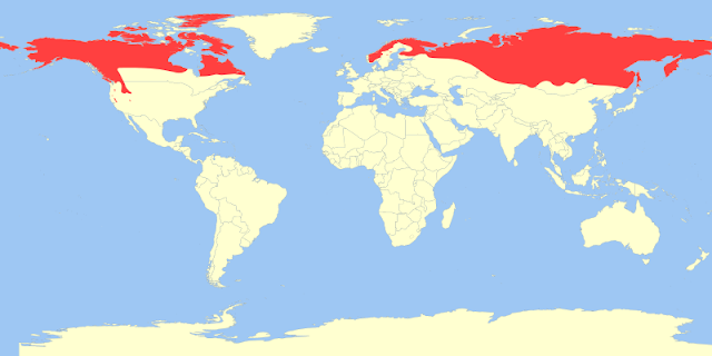 Kutup porsuğunun dağılım haritası