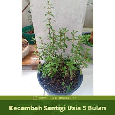 Kecambah Santigi Usia 5 Bulan