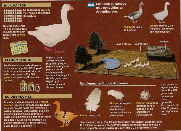 Guía definitiva para empezar con la cría de gansos ¡Todo sobre la cría