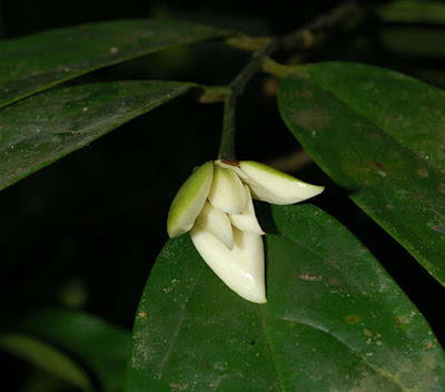 ดอกจำปูน ไม้ดอกหอม พันธุ์ไม้พื้นเมืองไทย Anaxagorea javanica