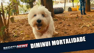 Estudo conclui que contato com cães reduz o risco de morte em 20% Estudo conclui que contato com cães reduz o risco de morte em 20%