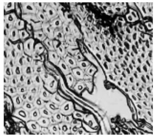 Cross-Section-500X-Phormium-fibre