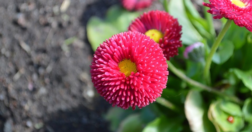 Entre plantas y macetas: Conoce los cuidados de la Coqueta (Bellis