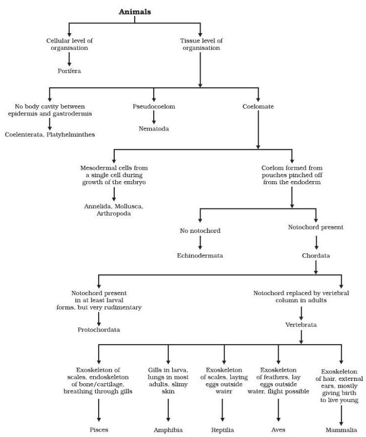 Frank Chapter 13 Diversity of Life and Classification ICSE Solutions