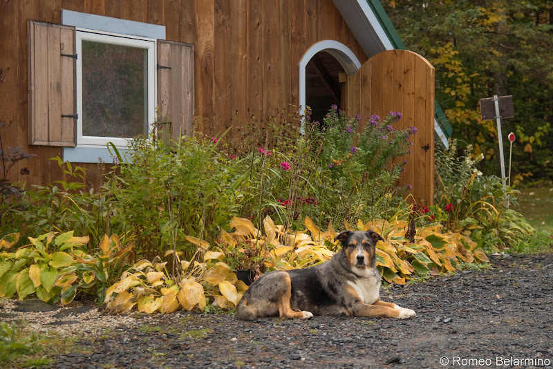 Spotted Cat Winery Things to Do in Moosehead Lake Maine