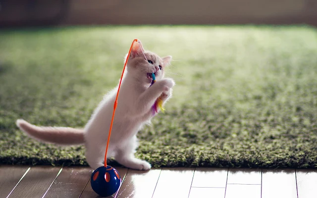 Kat aan het spelen